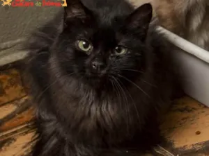 Gato raça SRD idade 2 a 6 meses nome JUQUINHA 