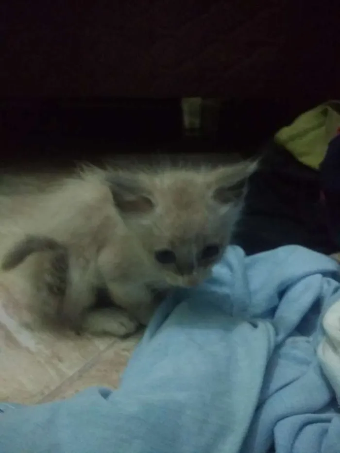 Gato ra a Vira lata idade Abaixo de 2 meses nome Sem nome