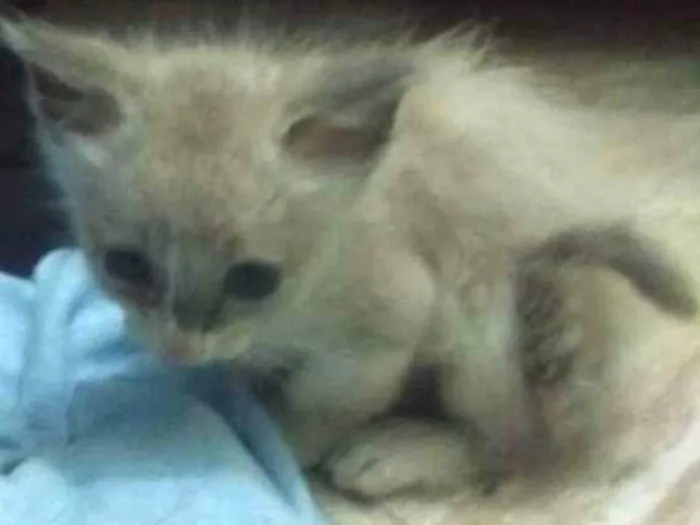 Gato ra a Vira lata idade Abaixo de 2 meses nome Sem nome
