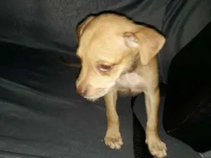 Cachorro raça Mista idade Abaixo de 2 meses nome Tobby