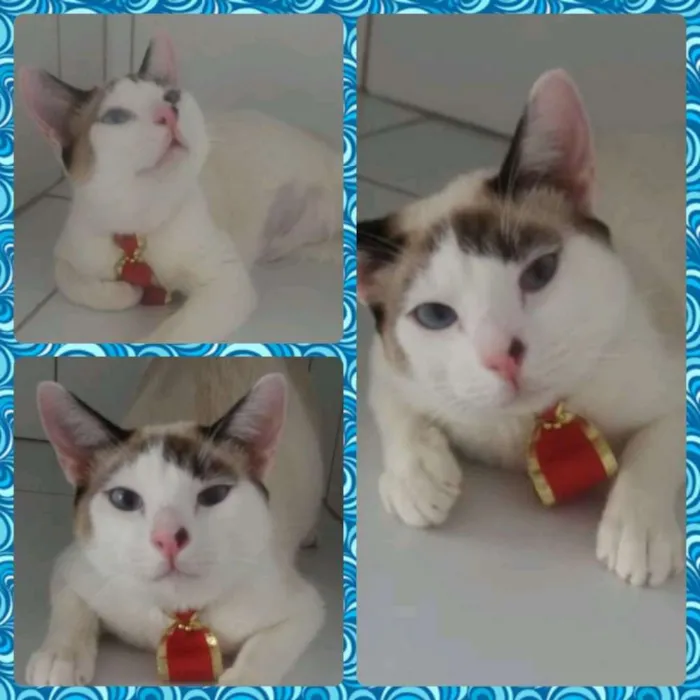 Gato ra a Felino idade 2 a 6 meses nome Mustafá