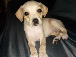Cachorro raça Mista idade Abaixo de 2 meses nome Sol