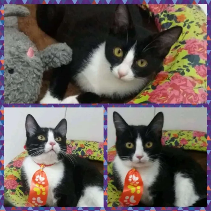 Gato ra a Felino idade 2 a 6 meses nome Kiko