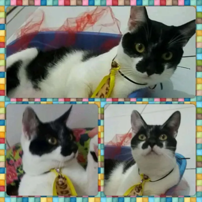 Gato ra a Felino idade 2 a 6 meses nome Akiles