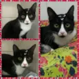 Kika