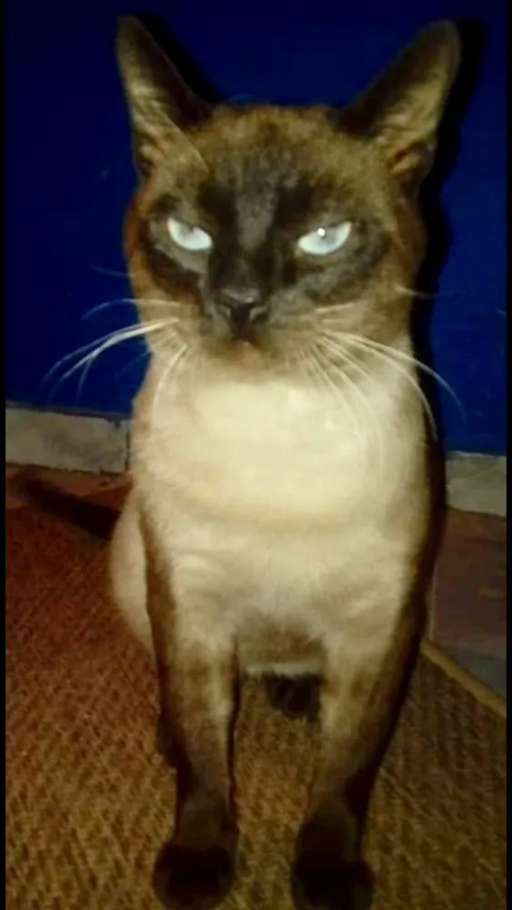 Gato ra a Siames  idade 7 a 11 meses nome Valentim 