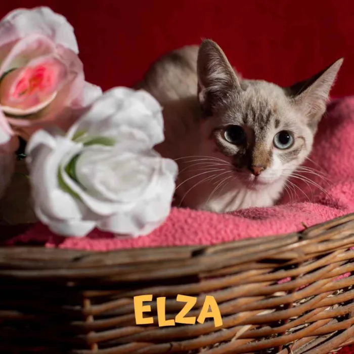 Gato ra a Srd idade 2 a 6 meses nome ELZA
