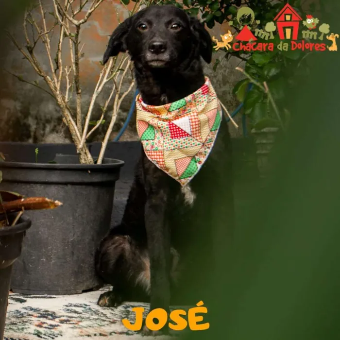 Cachorro ra a Srd idade 2 a 6 meses nome JOSÉ 