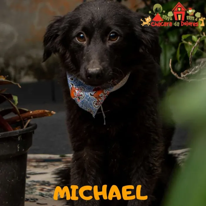 Cachorro ra a Srd idade 2 a 6 meses nome MICHAEL