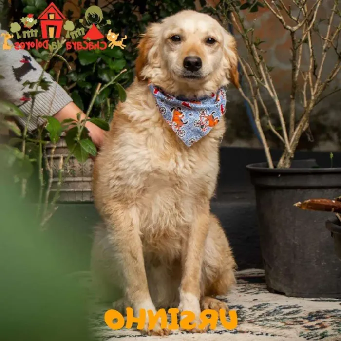 Cachorro ra a Srd idade 2 a 6 meses nome URSINHO