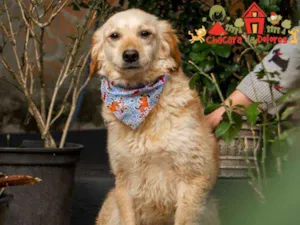 Cachorro raça Srd idade 2 a 6 meses nome URSINHO