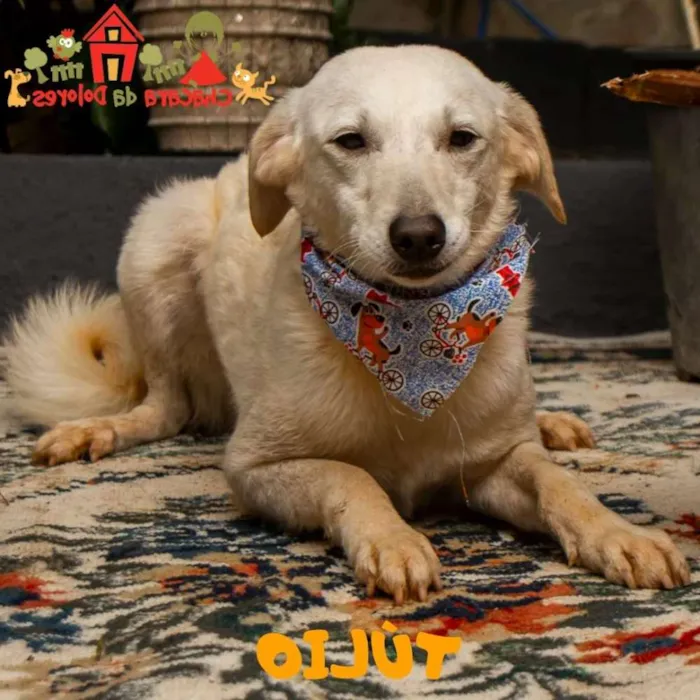 Cachorro raça Srd idade 2 a 6 meses nome TÚLIO