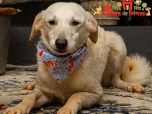 Cachorro raça Srd idade 2 a 6 meses nome TÚLIO