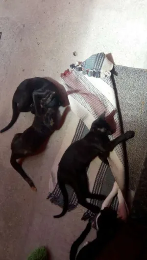 Gato raça Felinas idade 7 a 11 meses nome Zara ,Maria, chica,T