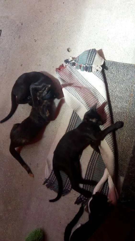 Gato ra a Felinas idade 7 a 11 meses nome Zara ,Maria, chica,T