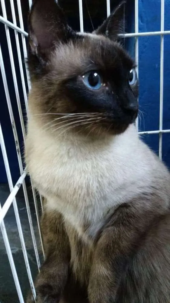 Gato ra a SRD idade 1 ano nome Miguel