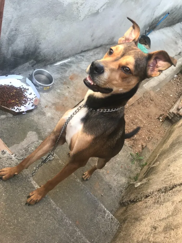 Cachorro ra a SRD idade 7 a 11 meses nome Scooby 