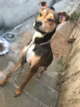 Scooby 