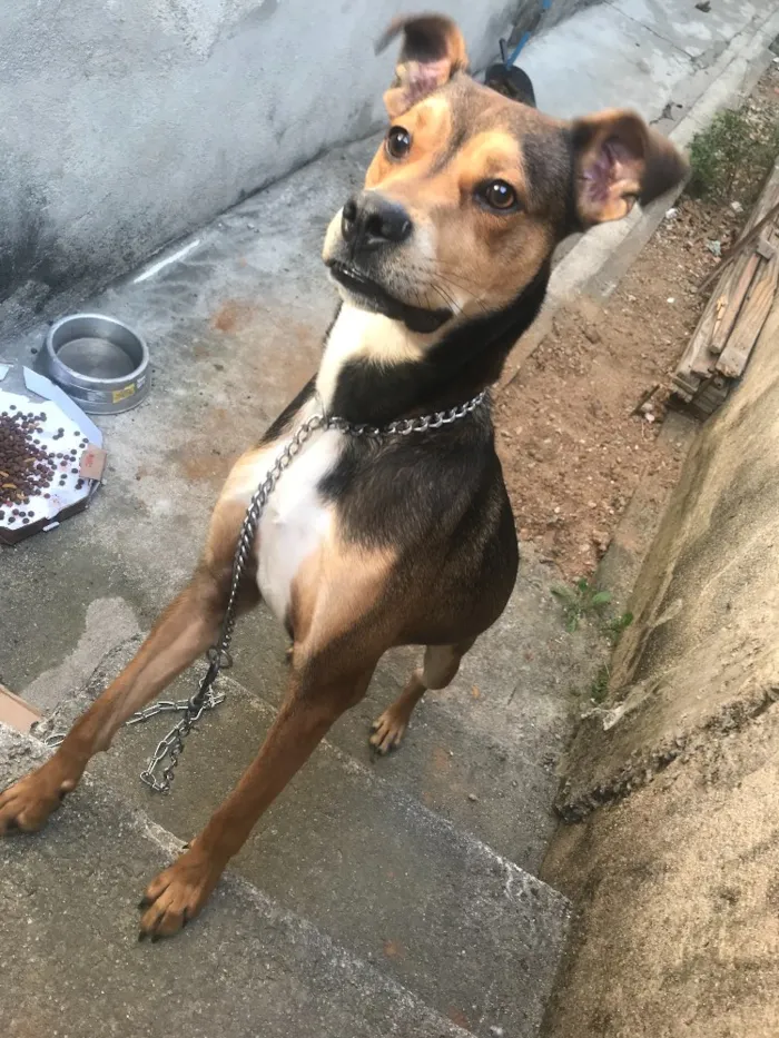 Cachorro ra a SRD idade 7 a 11 meses nome Scooby 
