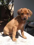 Chico