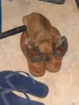 Chico