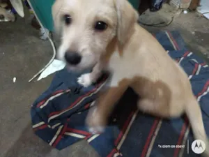 Cachorro raça Vira latas idade 2 a 6 meses nome Varios