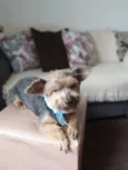 Enzo