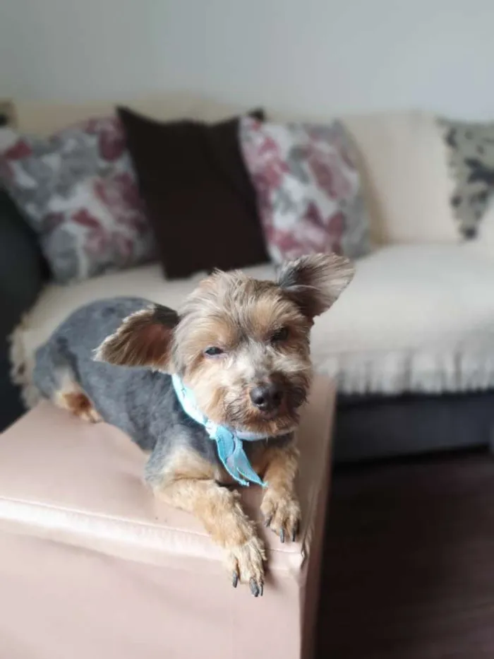 Cachorro ra a Yorkshire  idade 4 anos nome Enzo
