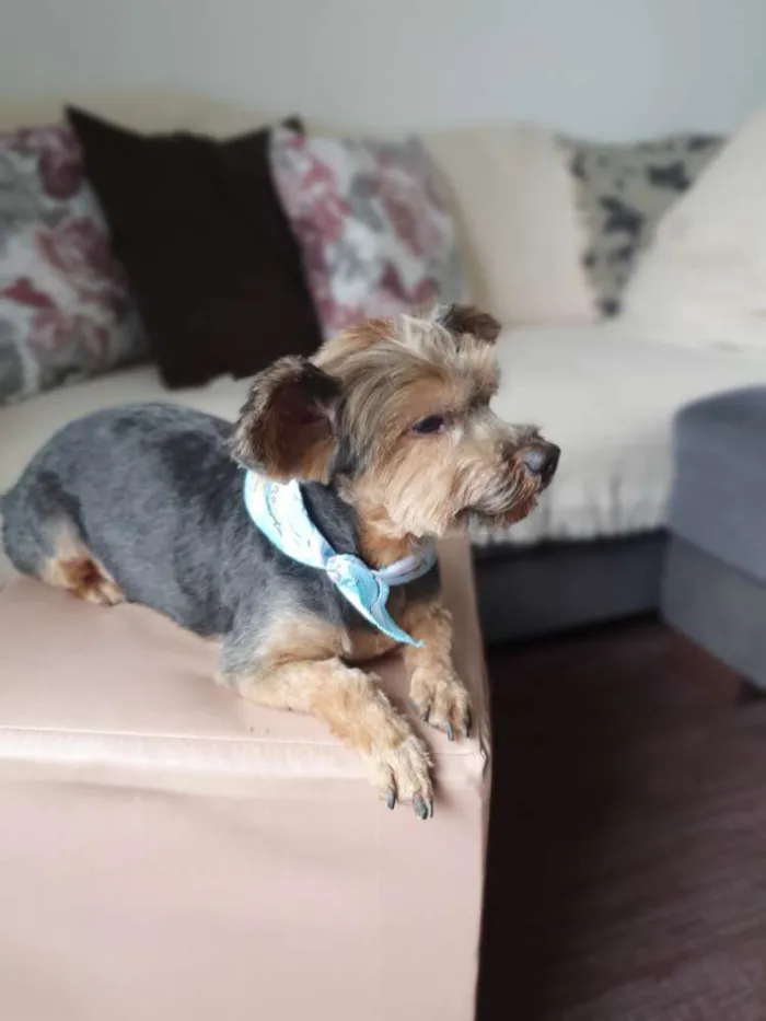 Cachorro ra a Yorkshire  idade 4 anos nome Enzo