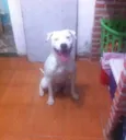 Shiva