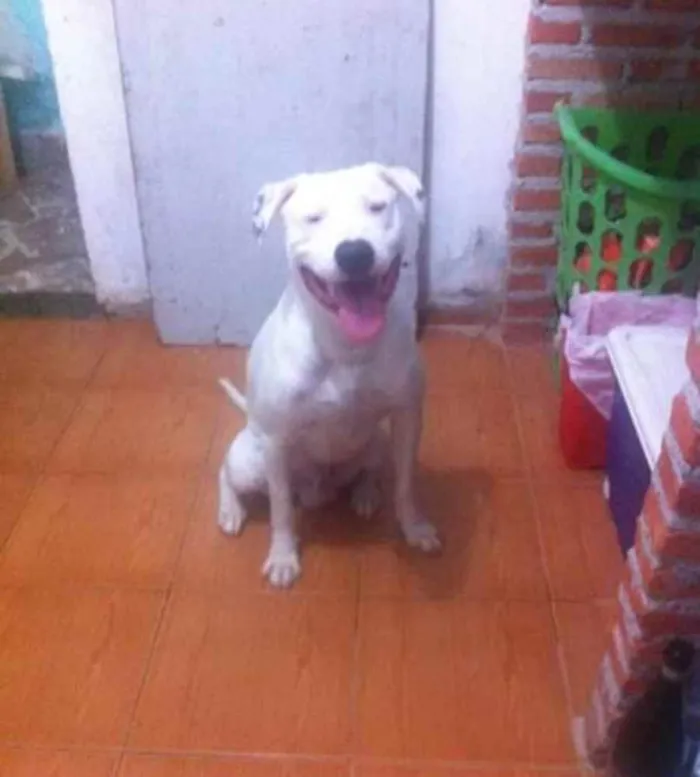 Cachorro raça Sem raça  idade 3 anos nome Shiva