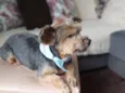 Enzo