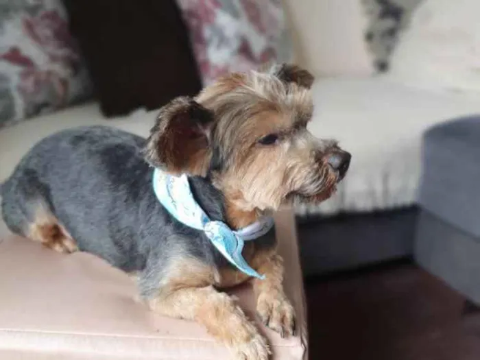 Cachorro ra a Yorkshire  idade 4 anos nome Enzo