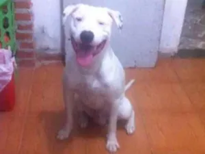 Cachorro raça Sem raça  idade 3 anos nome Shiva
