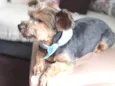 Enzo