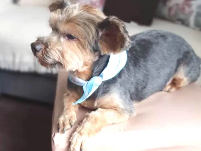 Cachorro ra a Yorkshire  idade 4 anos nome Enzo