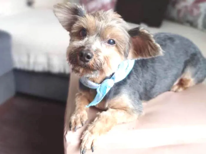 Cachorro ra a Yorkshire  idade 4 anos nome Enzo