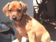 Chico