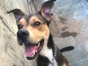 Cachorro raça SRD idade 7 a 11 meses nome Scooby 