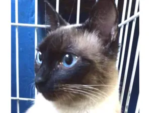 Gato raça SRD idade 1 ano nome Miguel