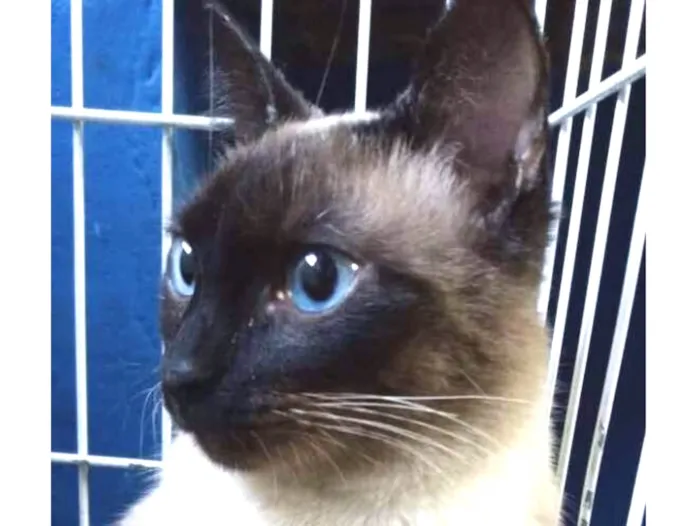 Gato ra a SRD idade 1 ano nome Miguel