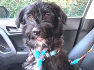 Cachorro raça SRD idade 1 ano nome Lenine