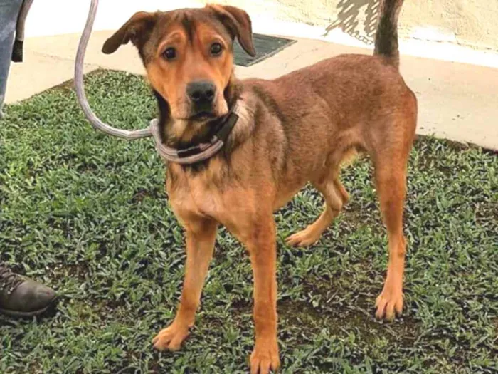 Cachorro ra a SRD idade 2 anos nome Sansão