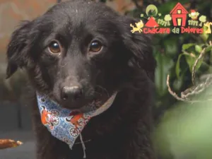 Cachorro raça Srd idade 2 a 6 meses nome MICHAEL