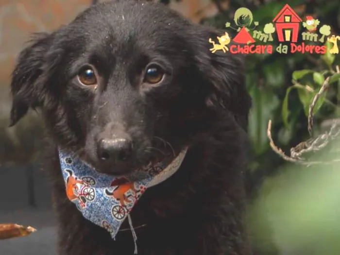 Cachorro ra a Srd idade 2 a 6 meses nome MICHAEL
