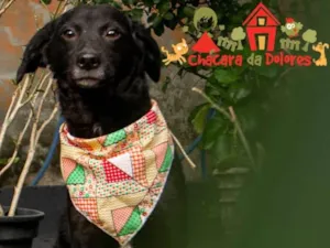 Cachorro raça Srd idade 2 a 6 meses nome JOSÉ 