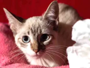 Gato raça Srd idade 2 a 6 meses nome ELZA