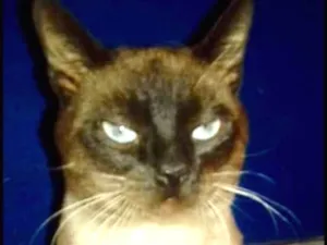 Gato raça Siames  idade 7 a 11 meses nome Valentim 