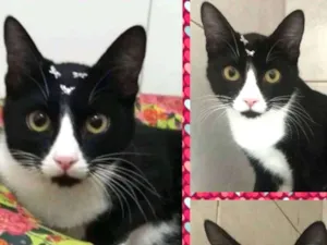 Gato raça Felino idade 2 a 6 meses nome Kika