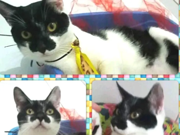 Gato ra a Felino idade 2 a 6 meses nome Akiles